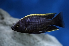 Copadichromis geertsi