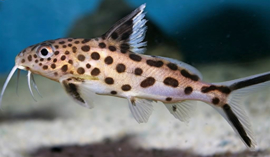 Synodontis Multipunctatus / meerval