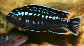 Melanochromis Interruptus / Malawi Cichlide