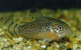 Corydoras punctatus / Pantsermeerval