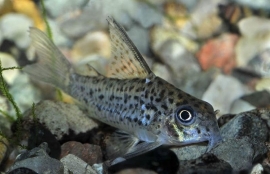 Corydoras Loretoensis / Pantsermeerval