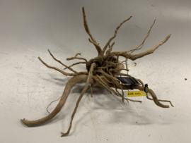 Spiderwood Selected SW107 - 41x40x22cm