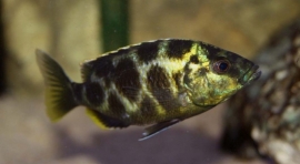 Nimbochromis Venustus / Malawi Cichlide