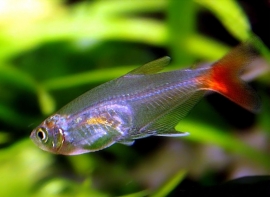 Prionobrama Filigera / Glas Roodvinzalm