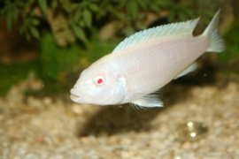 Pseudotropheus socolofi albino / snow white