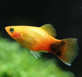 Xipho. Maculatus  Sunset Mickey / Platy sunset mickey