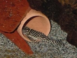 LDA 019 Hypancistrus / Pantsermeerval
