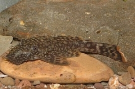 L 149 ancistrus wild / pantsermeerval