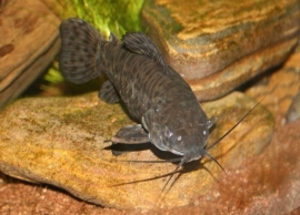 Hoplosternum Megalechis thoracata / Gevlekte Meerval