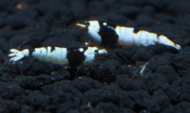 Caridina cf. cantonensis / Crystal Black