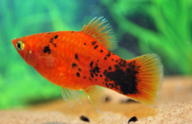 Xipho. Maculatus Red Leopard  / Platy rood leopard