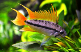 Apistogramma cacatuoides double orange / Dwerg cichlide