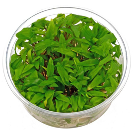 Cryptocoryne Wendtii Green  In-Vitro cup 100cc