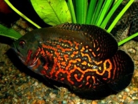 Astronotus Ocelatus / Pauwoog cichlide