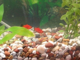 Xipho. maculatus red wagtail / Platy