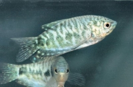 Trichogaster trichopterus marble (cosby) / marmergourami