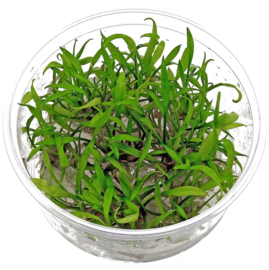 Cryptocoryne Parva  In-Vitro cup 100cc