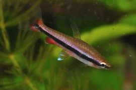 Nannostomus Beckfordi / potloodvisje