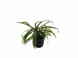 CRYPTOCORYNE BALANSAE