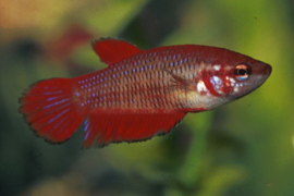 Betta splendens female  / Siamese kempvis vrouw