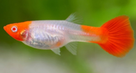 Poecilia reticulata  Koi/ Guppy Koi Vrouw