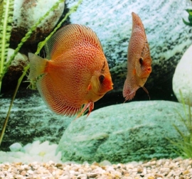 Symphysodon / Stendker Discus Leopard Snake Skin