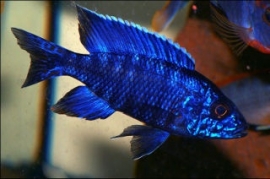 Aulonocara Nyassae Blue