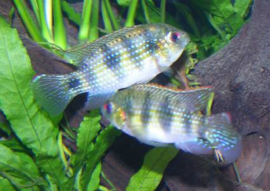 Pelmatochromis Thomasi / dwergcichlide