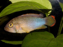 Apistogramma Nijsseni / Dwergcichlide