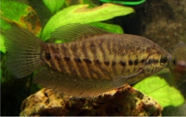 Trichopodus Pectoralis/ Gewone Draadgourami