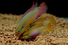 Pelvicachromis Taeniatus molive / Kersenbuik cichlide