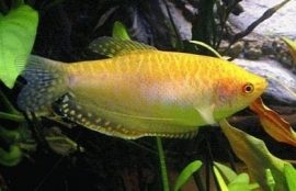 Trichogaster trichopterus gold / Goud gourami