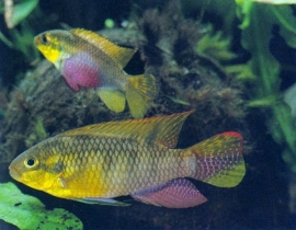Pelvicachromis Taeniatus Muyuka / smaragdpracht cichlide