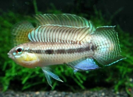 Apistogramma Iniridae / dwergcichlide