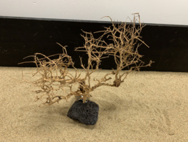 Osaka Bonsai Tree nr 22 - 44x15x37cm - aquascaping boom