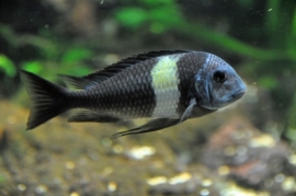 Tropheus Duboisi / Tanganyika Cichlide