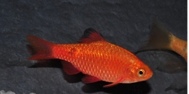 Puntius Conchonius Super Red/ Prachtbarbeel