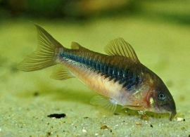 corydoras aeneus (schultzei) / pantsermeerval