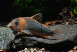 Corydoras Eques / Pantsermeerval