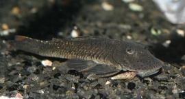 L 334 Chaetostoma wild / Pantsermeerval