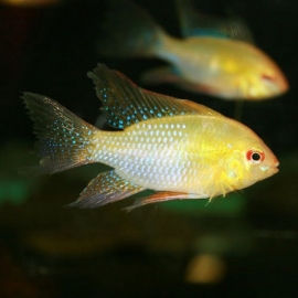 Mikrogeophagus ramirezi gold / Antennebaars goud