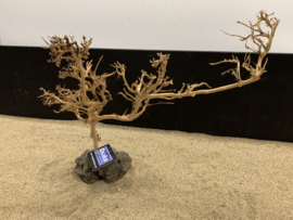 Osaka Bonsai Tree nr 16 - 46x18x33cm - aquascaping boom