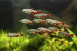 Aphyocharax Rubripinnes / Roodvinzalm