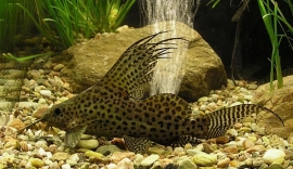 Synodontis Eupterus / Verdervin meerval