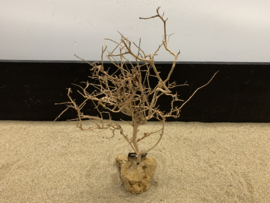 Osaka Bonsai Tree nr 11 - 30x15x40cm - aquascaping boom