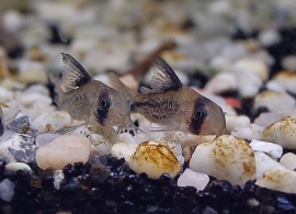 Corydoras Axelrodi / Pantsermeerval