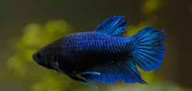 Betta splendens female  / Siamese kempvis vrouw