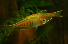 Danio Choprae  / Glowlight Danio