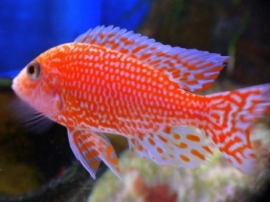 aulonocara coral red