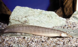 Macrognathus Aculeatus - Pauwoog stekelaal